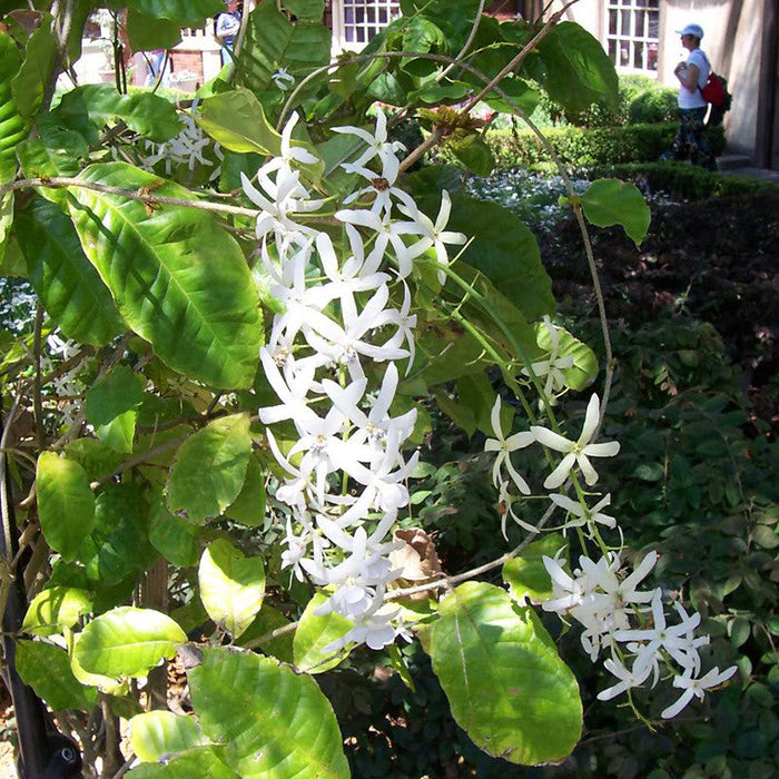 Petrea White - Creepers & Climbers