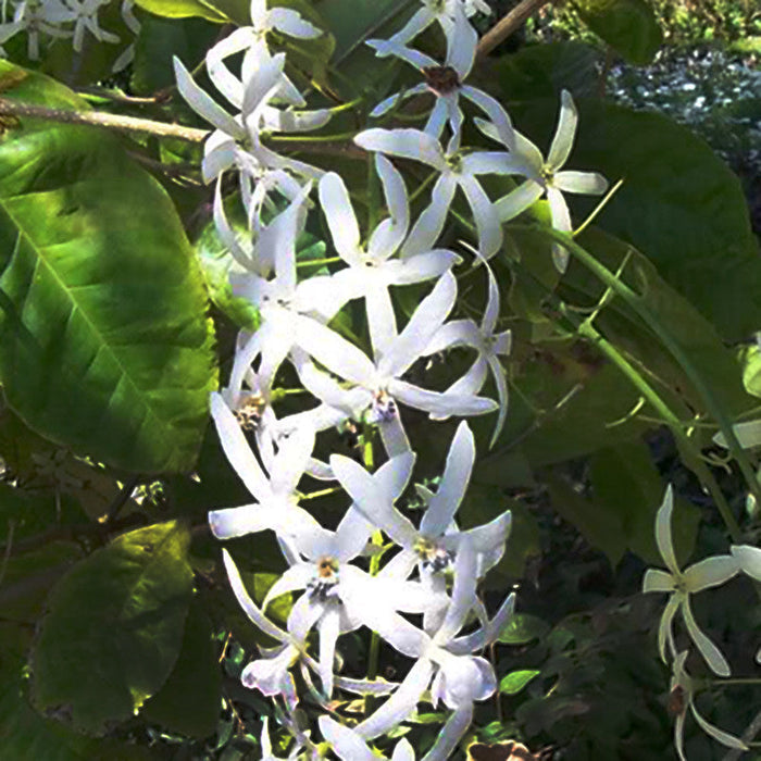 Petrea White - Creepers & Climbers