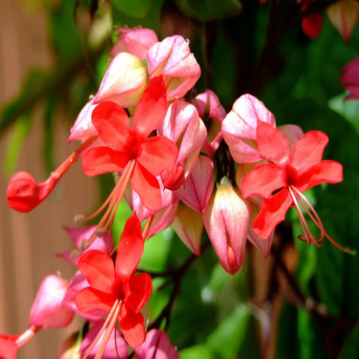 Bleeding Heart Vine Red - Creepers & Climbers