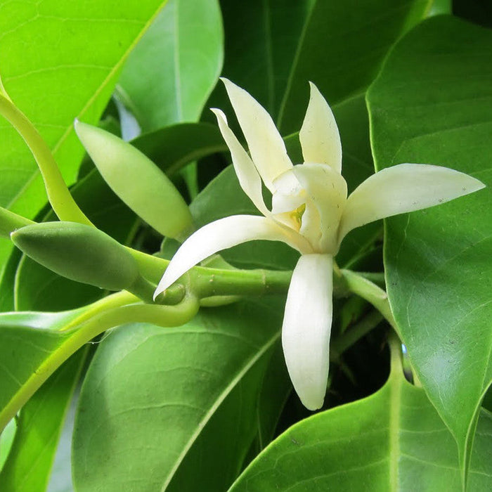 White Champaca / Magnolia alba (Grafted) - Perfuming Plants