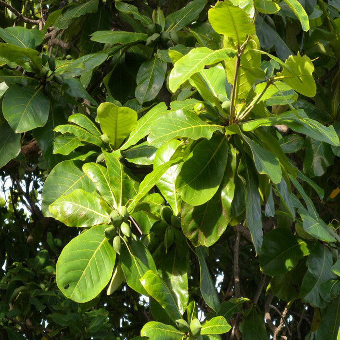 Indian Almond-Avenue Trees