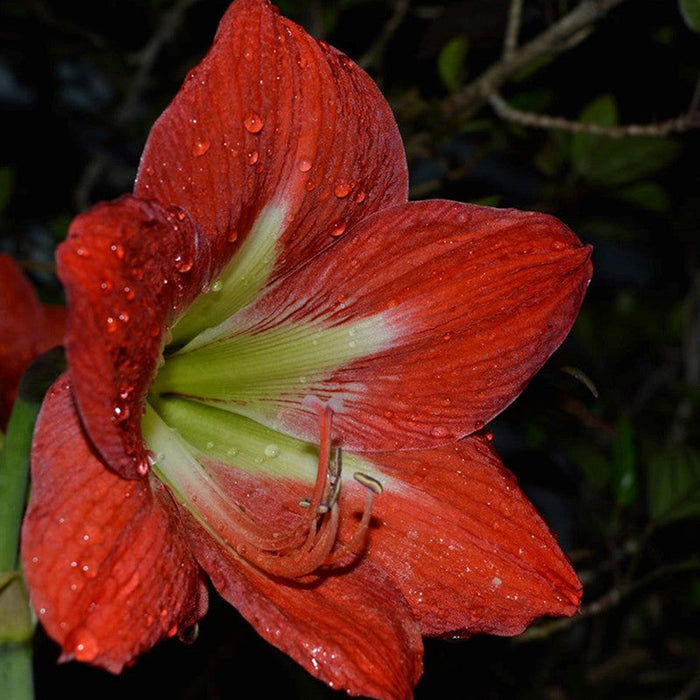 Amaryllis Lily Red - Flowering Plants