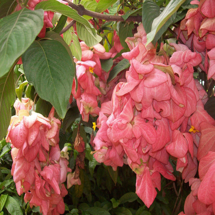 Mussaenda Pink - Flowering Shrubs