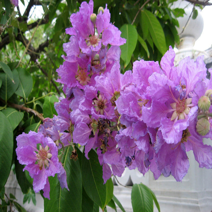 Lagerstroemia Purple / Crape Myrtle Purple - Avenue Trees