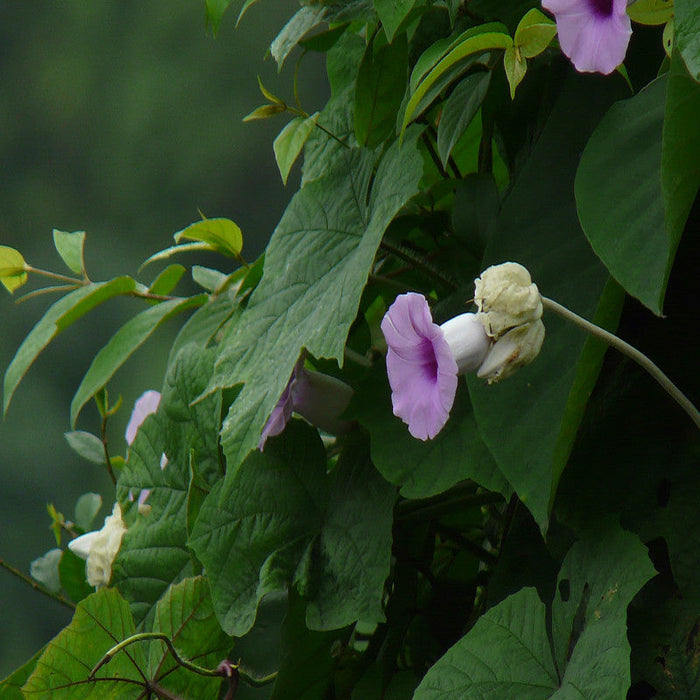 Elephant Creeper-Creepers & Climbers