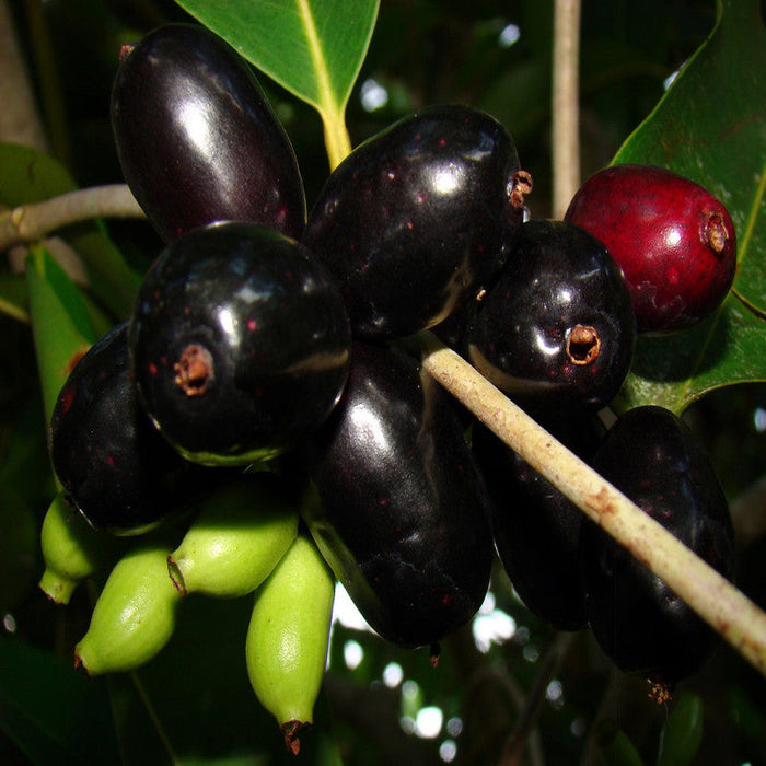 Jambolan Badoli (Grafted)- Fruit Plants & Tree