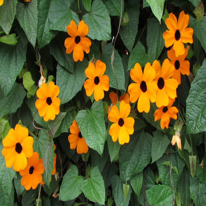 Thunbergia Alata/Black-Eyed Susan- Creepers & Climbers