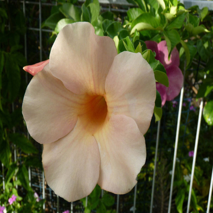 Allamanda biscuit - Flowering Plants