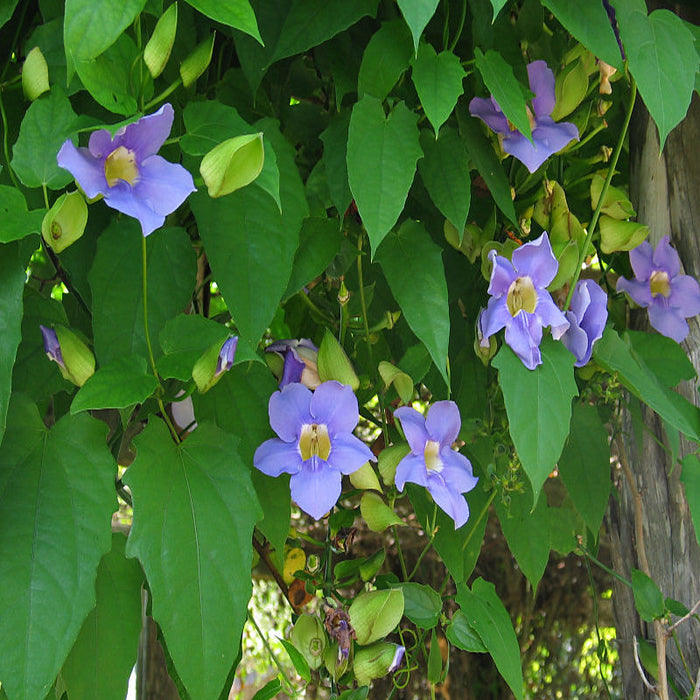 Thunbergia Grandiflora- Creepers & Climbers