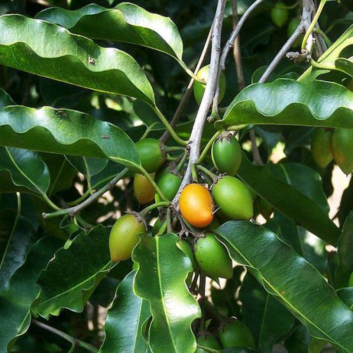 Bakul / Indian Medlar / Mimusops elengi - Avenue Trees