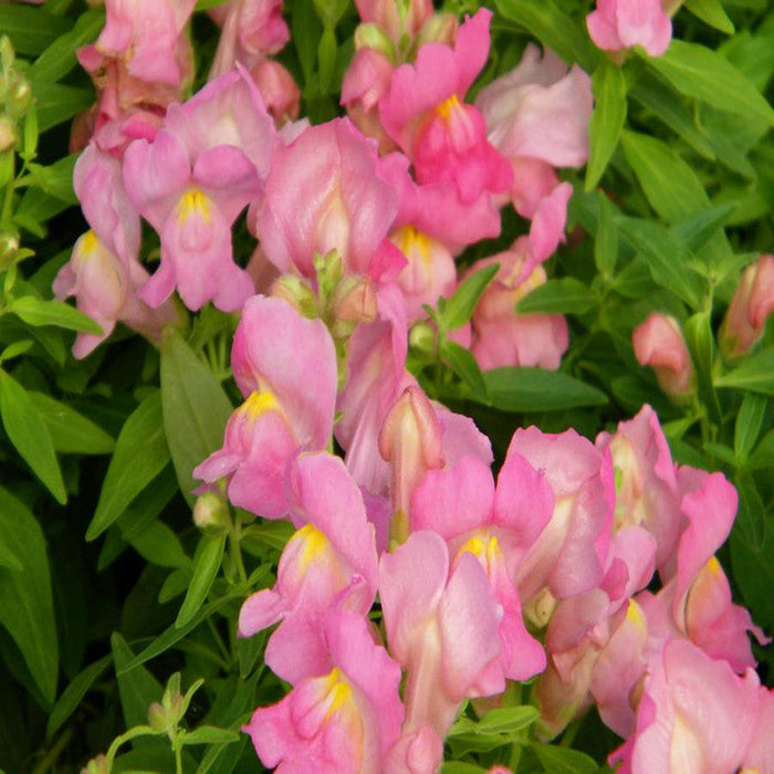 Antirrhinum Pink- SEASONALS