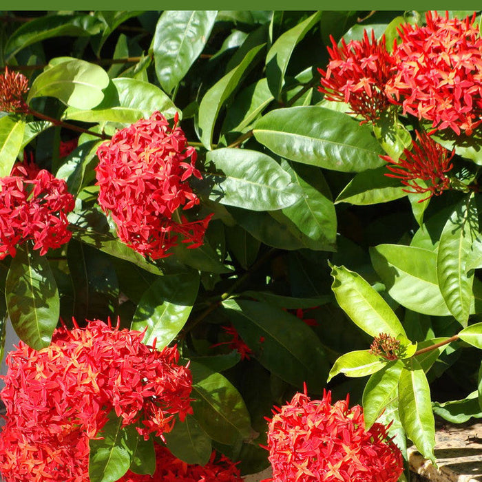 Ixora singapuri-hybrid-red - Flowering Shrubs