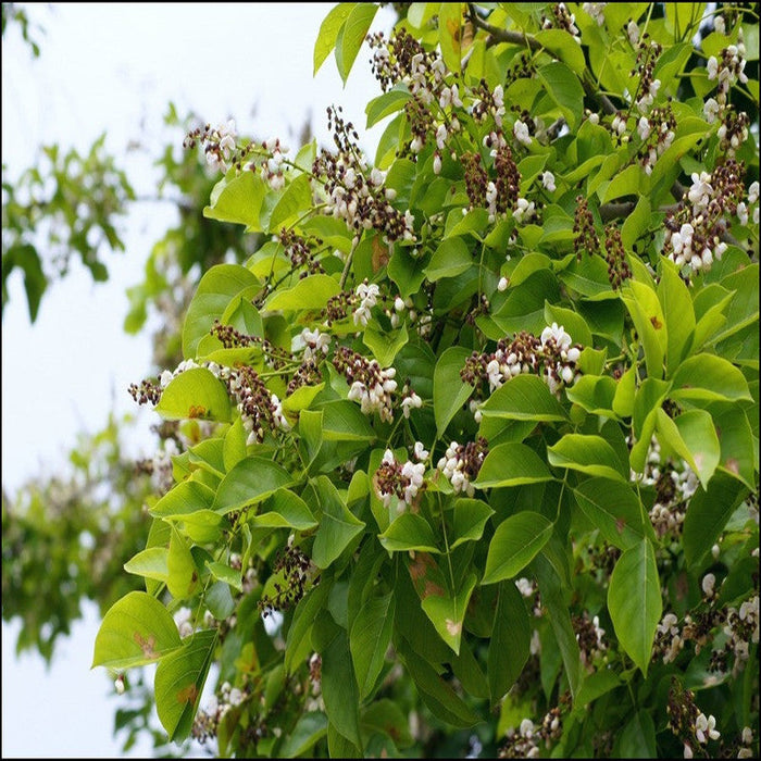 Pongamia/ Indian Beech Tree -Avenue Trees