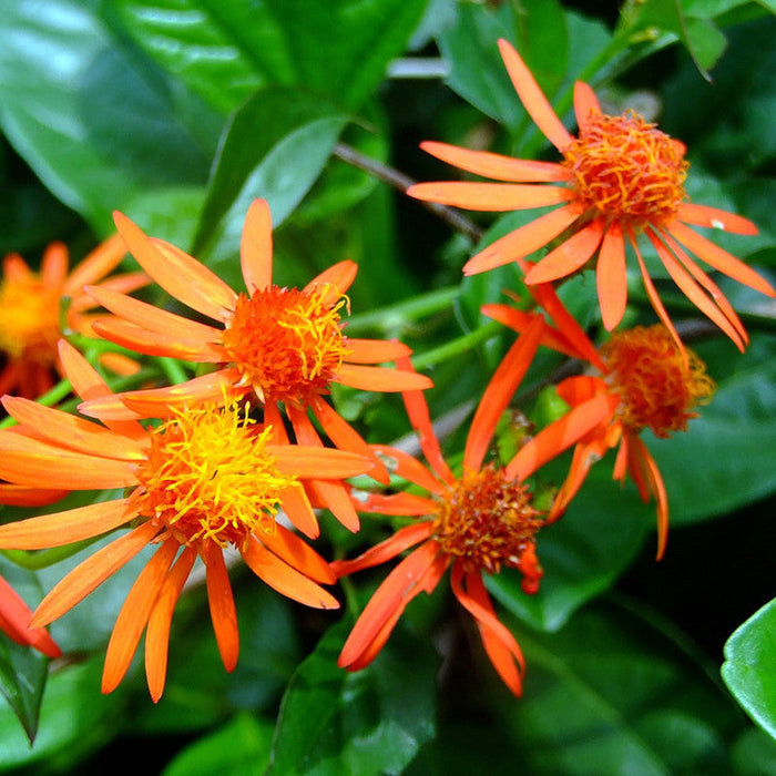 Senecio Orange - Creepers & Climbers