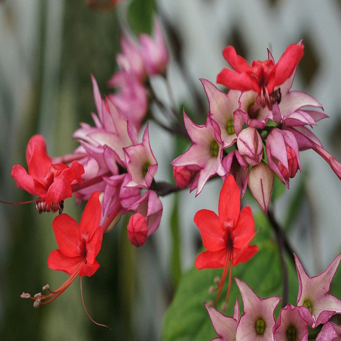 Bleeding Heart Vine Red - Creepers & Climbers