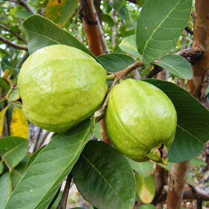 Guava-Lucknow-49(Air Layered Plant) - Fruit Plants & Tree