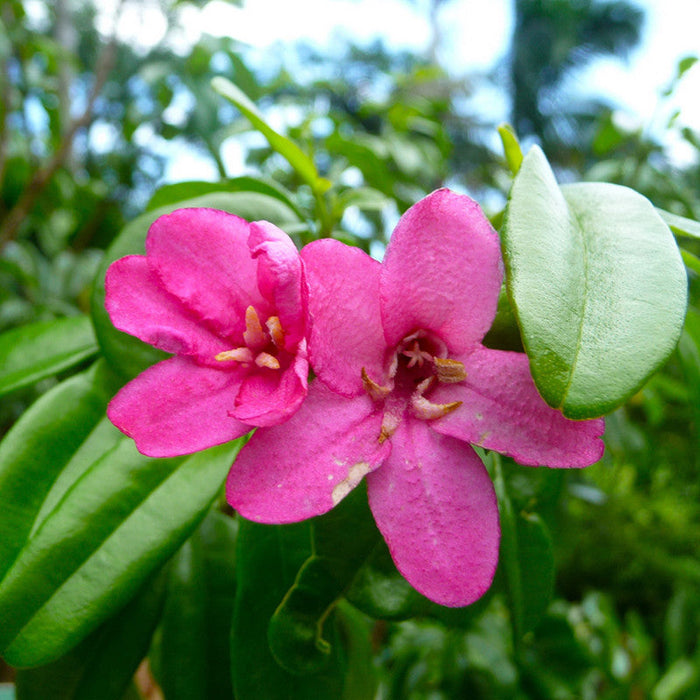 Ravenia spectabilis, Pink - Flowering Shrubs