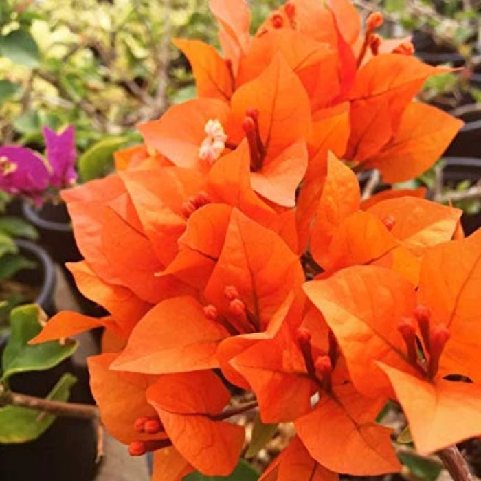 Bougainvillea orange - Flowering shrubs