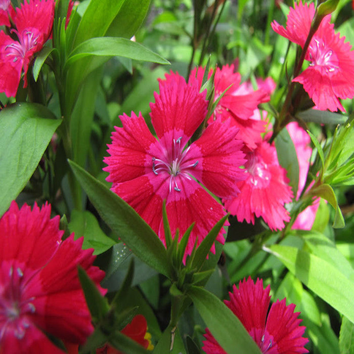 Dianthus Red - SEASONALS