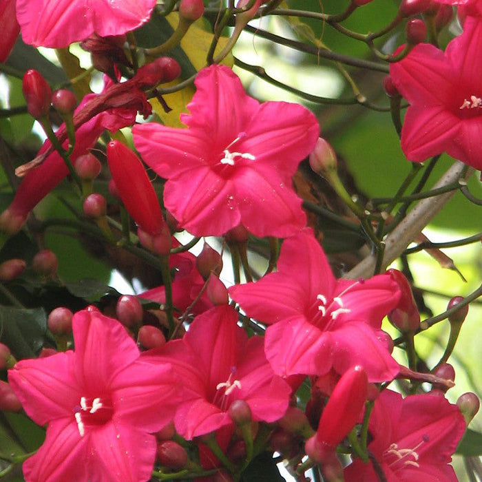 Cardinal Creeper(Ipomoea Horsfalliae) - Creepers & Climbers