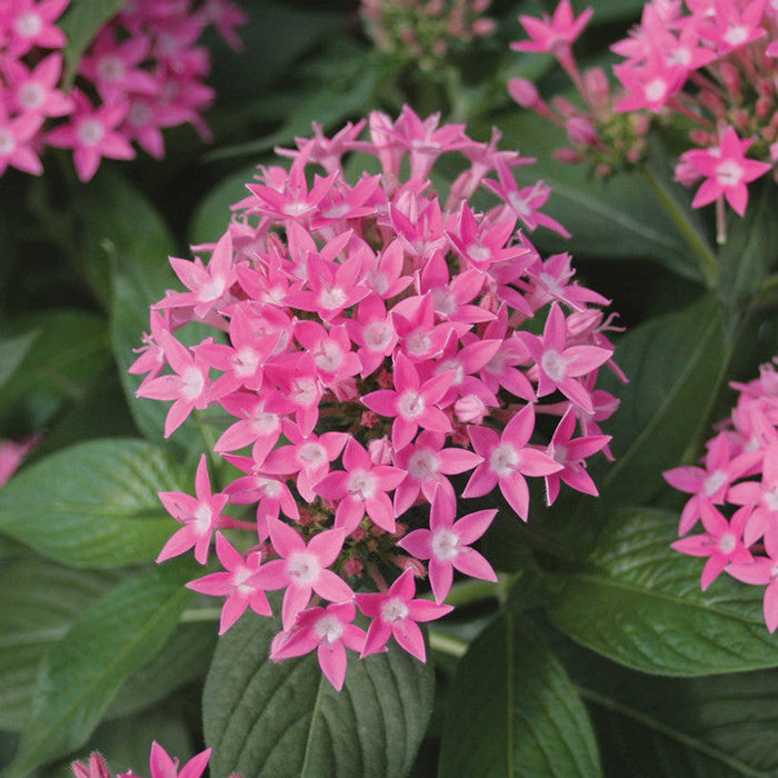 Pentas Pink - Flowering Plants