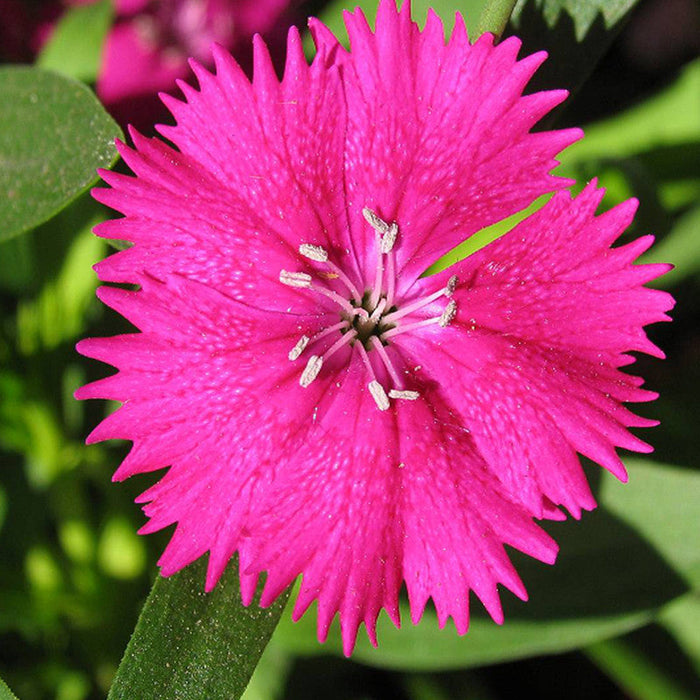 Dianthus Pink - SEASONALS