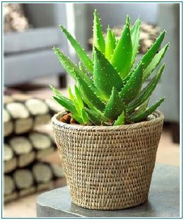 Aloe Vera - Indoor/Outdoor Plants