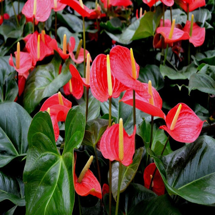 Anthurium Andreanum Red - Gift Plants