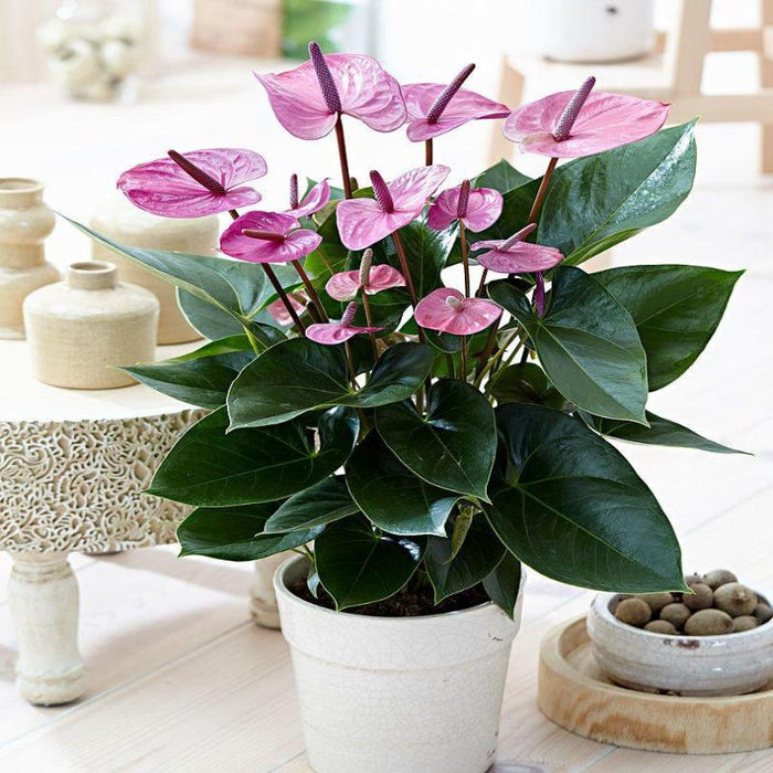 Anthurium Andreanum Violet - Gift Plants