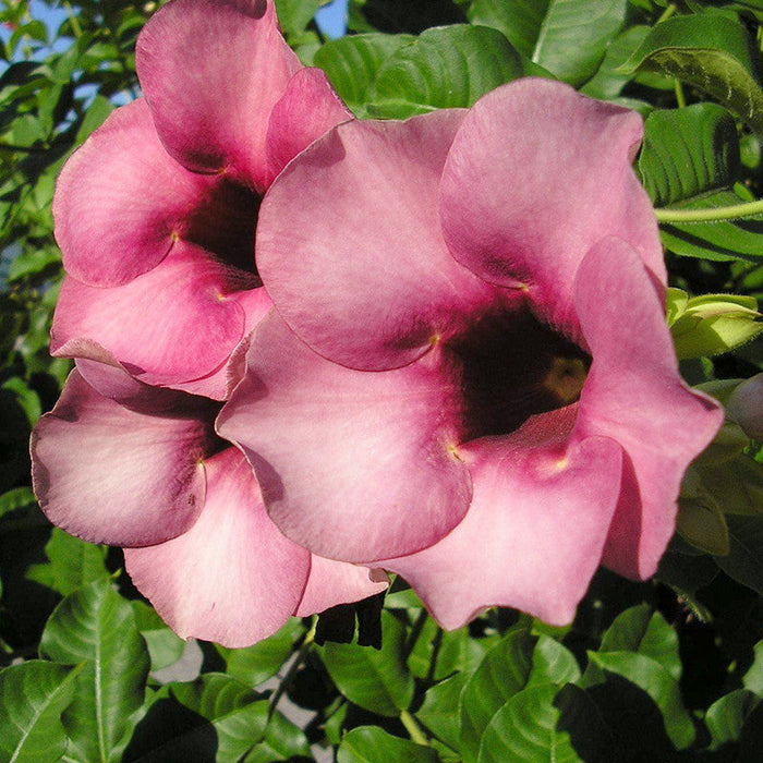 Allamanda purple/Violet - Flowering Shrubs