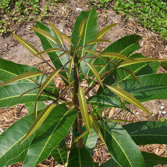 Mango Alphonso(Grafted) - Fruit Plants & Tree