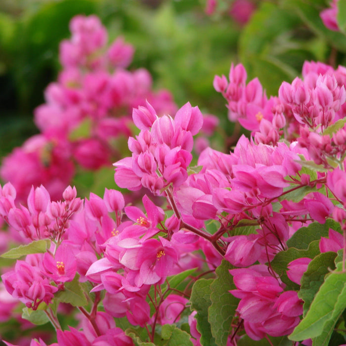 Coral Vine (Antigonon leptopus) - Vibrant Climbing Plant for Sale