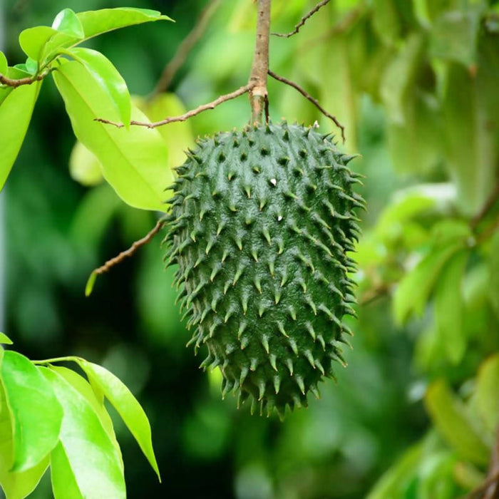 Sour Soup Fruit/Lakshman Phal - Fruit Plants & Tree