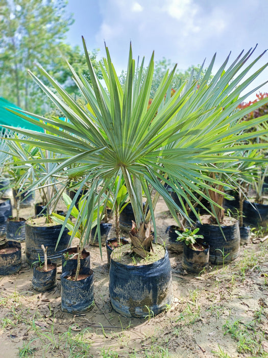 Silver Bismarckia - Bismarckia Nobilis