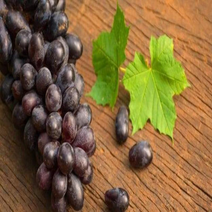 Black Grapes (Hybrid) - Fruit Plants & Tree