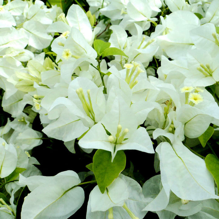 Bougainvillea White - Flowering Shrubs