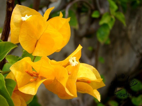 Bougainvillea light orange - Flowering shrubs