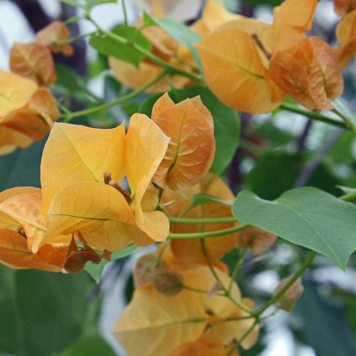 Brighten Your Garden with the Vibrant Bougainvillea Buttiana Blondie Yellow Orange