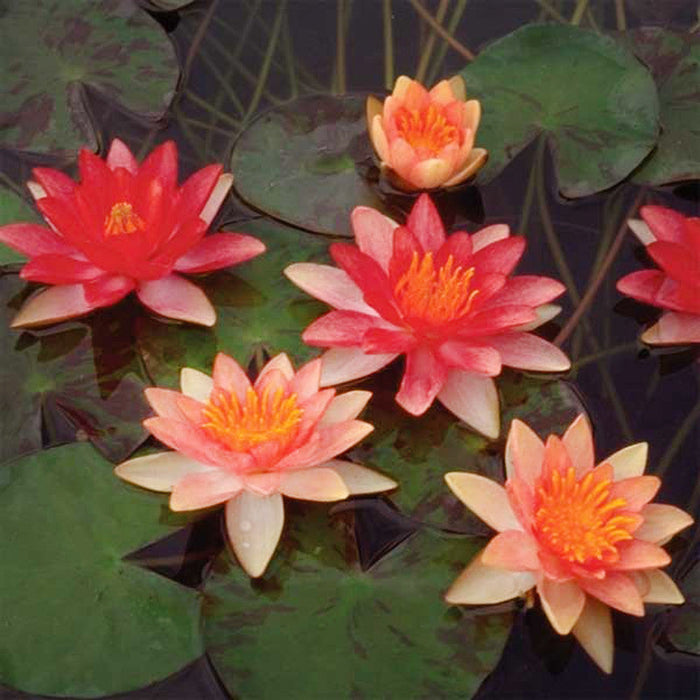 Water Lily Orange - Aquatic Plants