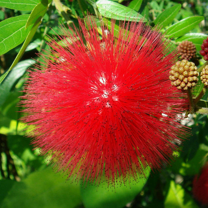 Powderpuff Hybrid Red / Calliandra - Flowering Shrubs