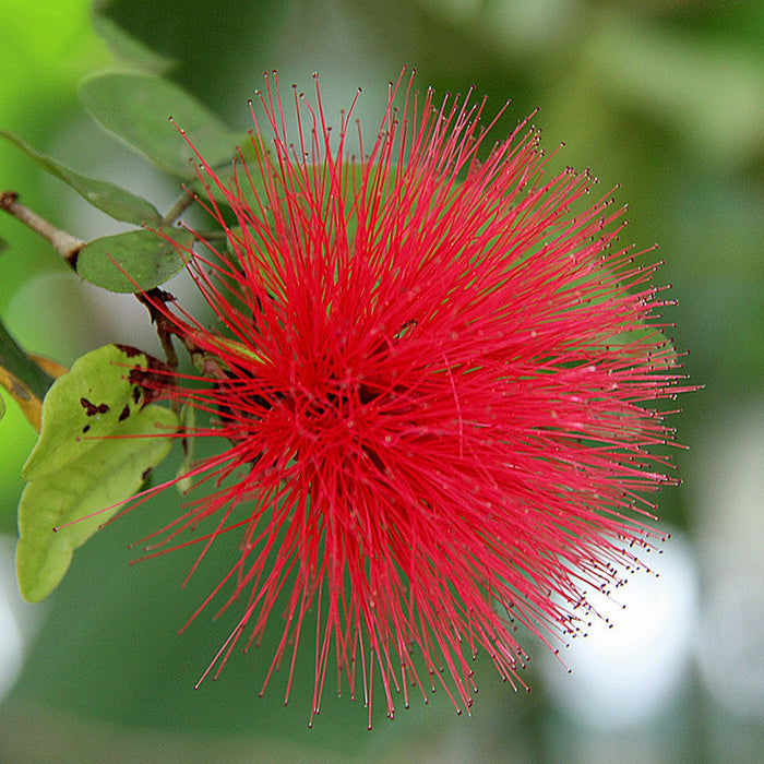 Powderpuff Hybrid Red / Calliandra - Flowering Shrubs