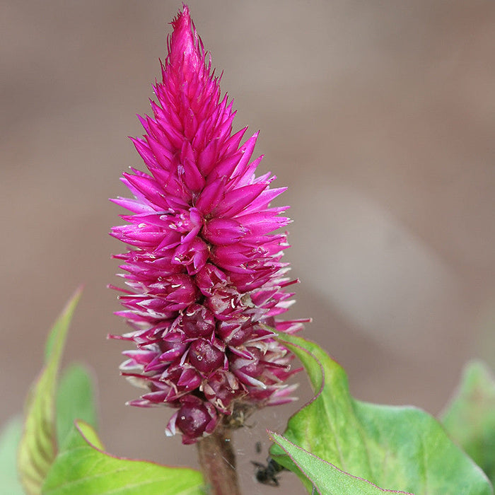 Celosia Argentea Pink - SEASONALS