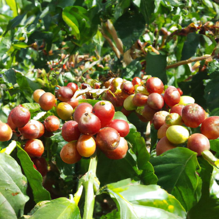 Exotic and Flavorful | Coffee Bean Arabian (Coffea Arabica) Live Tree for Sale