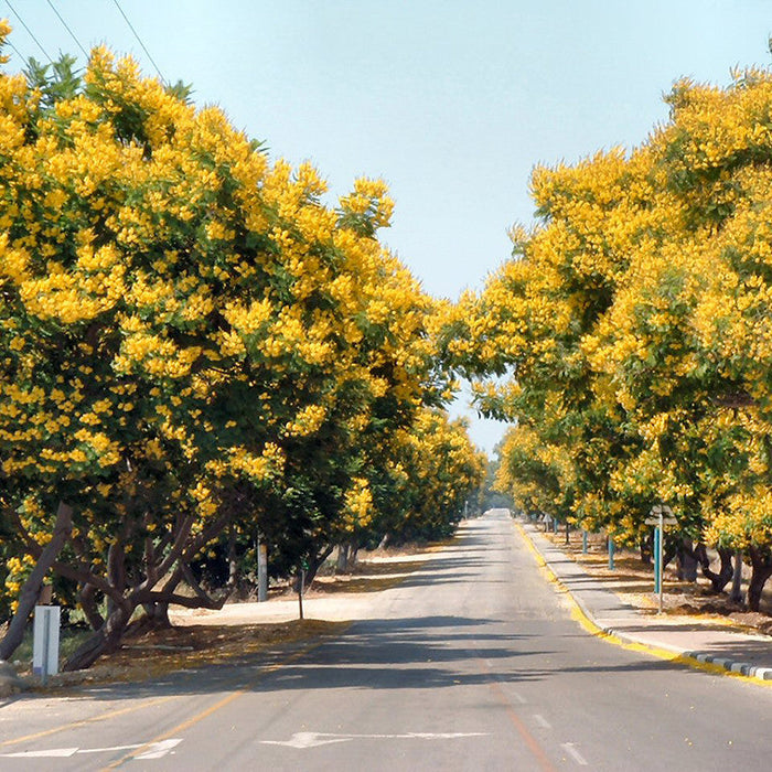 Peltophorum ferrugineum - Avenue Trees