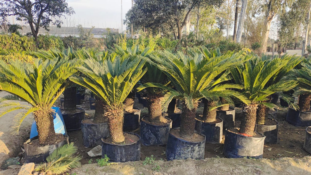 Buy Cycas revoluta (Sago Palm) - Add a touch of tropical charm to your garden