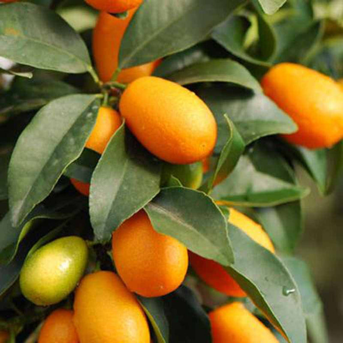 Sweet Lemon / Kumquat(Grafted) - Fruit Plants & Tree