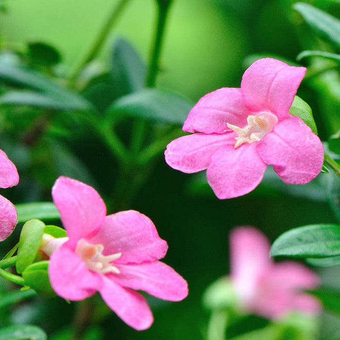 Ravenia spectabilis, Pink - Flowering Shrubs