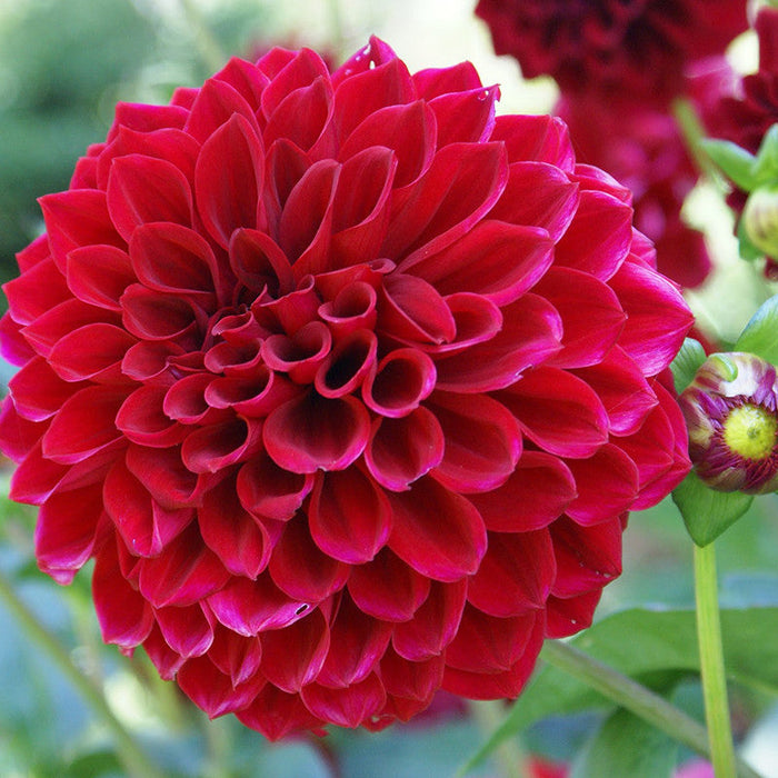 Dahlia Dwarf Red - SEASONALS