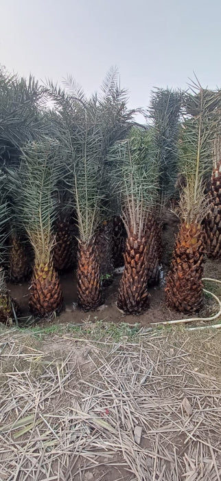 Date Palm Tree Supplier in Laxmi Nagar, Delhi  – Premium Quality Date Palm Trees | Saharanpur Nursery