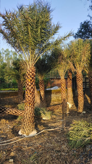 Wholesale Date Palm Tree Supplier in East Delhi  – Premium Quality Date Palm Tree | Saharanpur Nursery